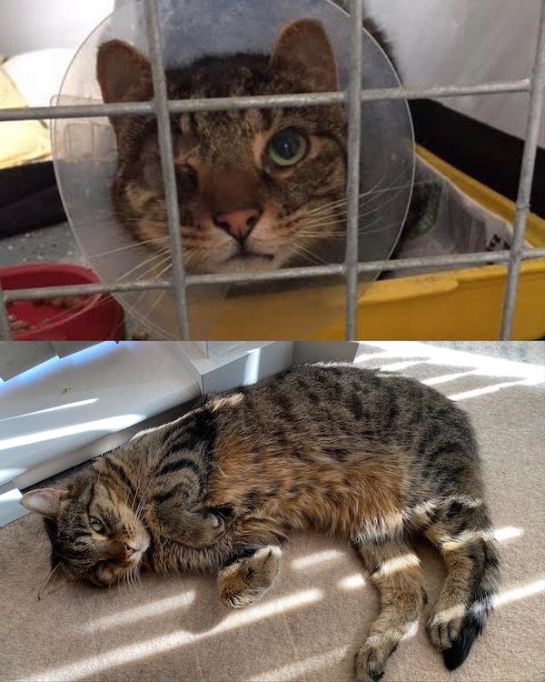 Pets Before And After Adoption (31 pics)