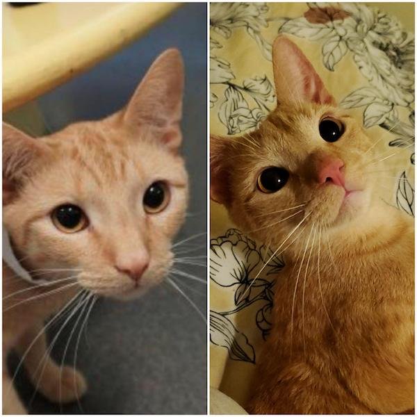 Pets Before And After Adoption (31 pics)