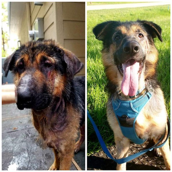 Pets Before And After Adoption (31 pics)