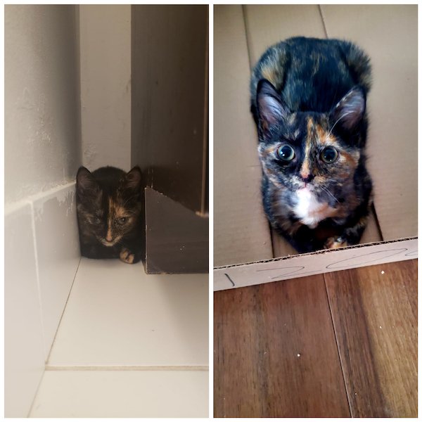 Pets Before And After Adoption (31 pics)