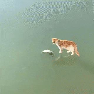 Acid Gifdump, October 1 (25 gifs)
