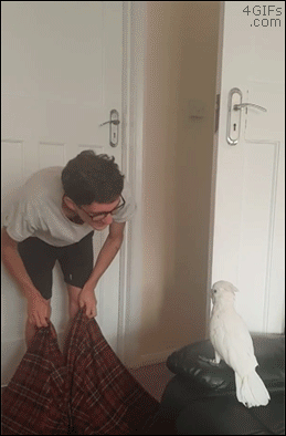 Acid Gifdump, October 2 (25 gifs)