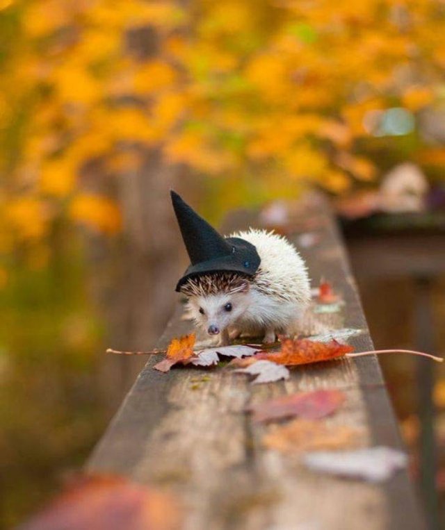 Fantastic Autumn Pictures (37 pics)