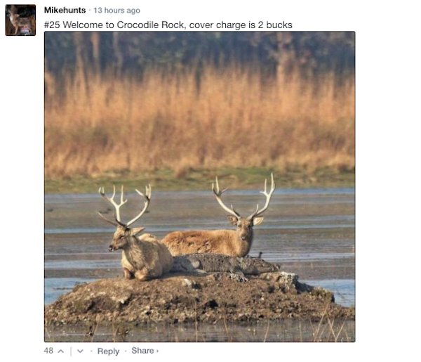 Sarcastic Comments (71 pics)
