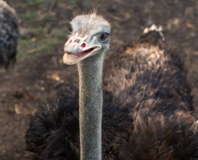 These Animal Species Exist Much Longer Than You've Expected (21 pics)