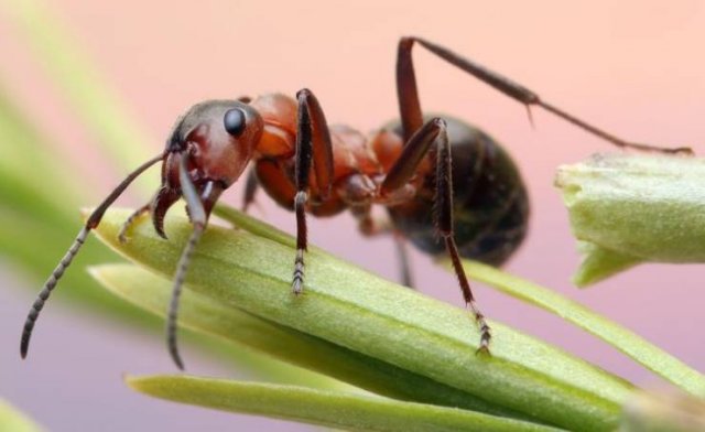 These Animal Species Exist Much Longer Than You've Expected (21 pics)