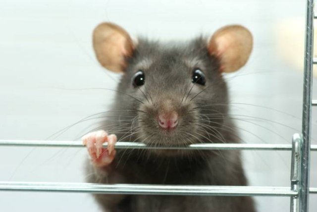 These Animal Species Exist Much Longer Than You've Expected (21 pics)