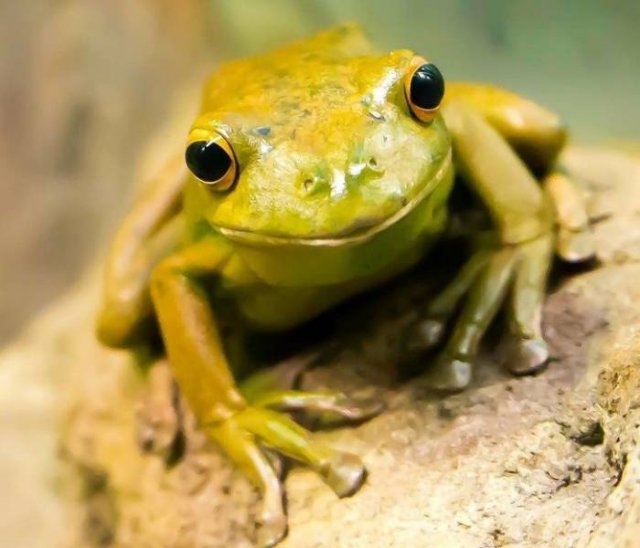 These Animal Species Exist Much Longer Than You've Expected (21 pics)