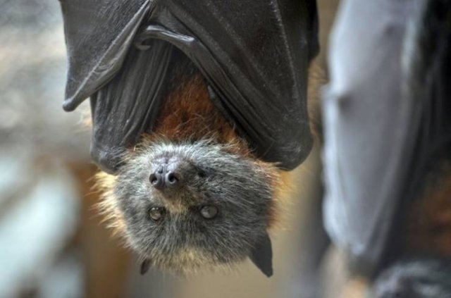 These Animal Species Exist Much Longer Than You've Expected (21 pics)