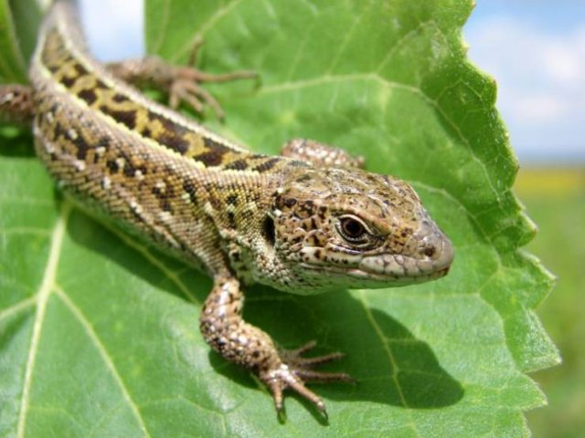 These Animal Species Exist Much Longer Than You've Expected (21 pics)