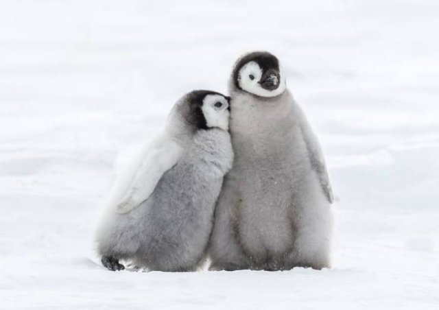 These Animal Species Exist Much Longer Than You've Expected (21 pics)