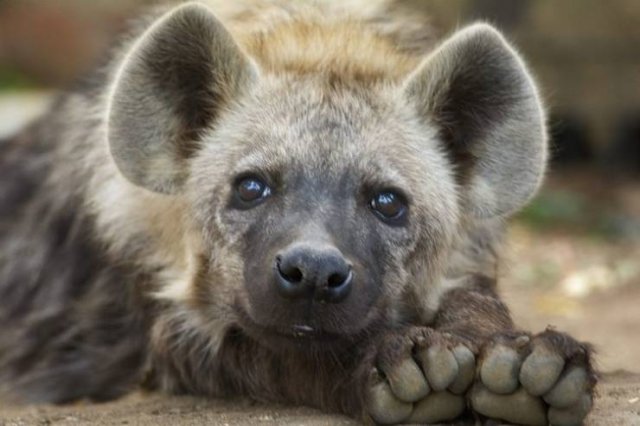 These Animal Species Exist Much Longer Than You've Expected (21 pics)