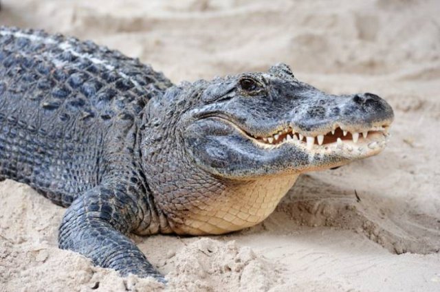 These Animal Species Exist Much Longer Than You've Expected (21 pics)