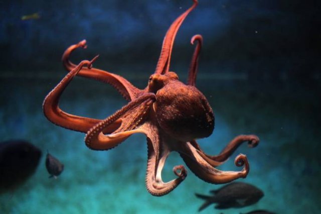 These Animal Species Exist Much Longer Than You've Expected (21 pics)
