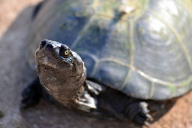 These Animal Species Exist Much Longer Than You've Expected (21 pics)