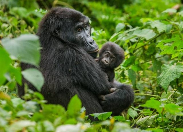 These Animal Species Exist Much Longer Than You've Expected (21 pics)