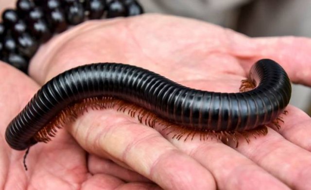 These Animal Species Exist Much Longer Than You've Expected (21 pics)