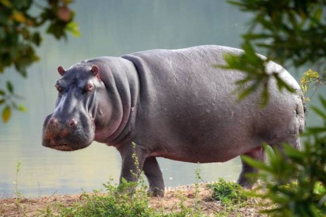 These Animal Species Exist Much Longer Than You've Expected (21 pics)
