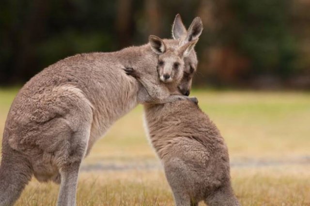 These Animal Species Exist Much Longer Than You've Expected (21 pics)