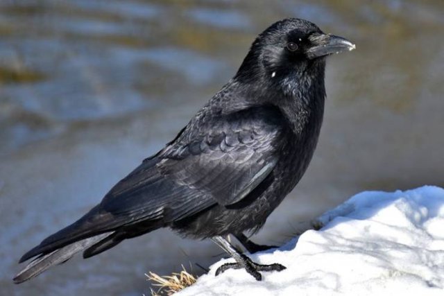 These Animal Species Exist Much Longer Than You've Expected (21 pics)