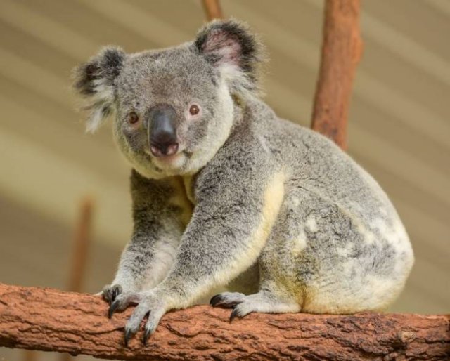 These Animal Species Exist Much Longer Than You've Expected (21 pics)