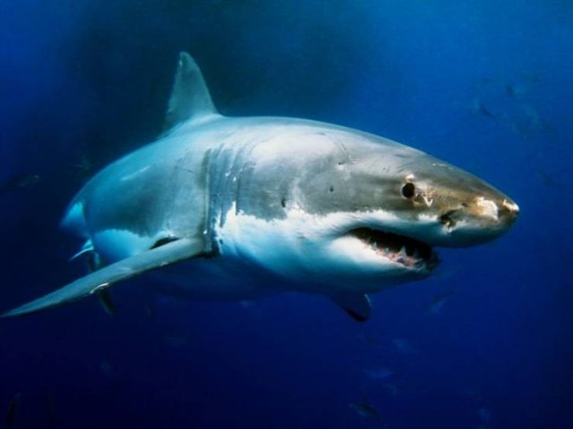 These Animal Species Exist Much Longer Than You've Expected (21 pics)