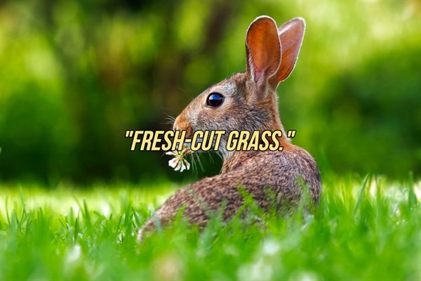 People Tell About Their Favorite Smells (25 pics)