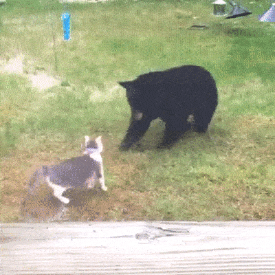 Acid Gifdump, October 6 (25 gifs)
