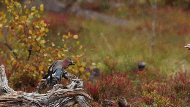 Acid Gifdump, October 6 (25 gifs)