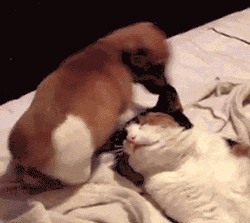 Acid Gifdump, October 6 (25 gifs)