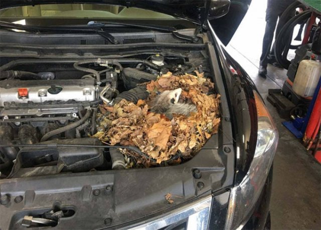 Crazy Things Car Mechanics May Find Out During Their Work (50 pics)
