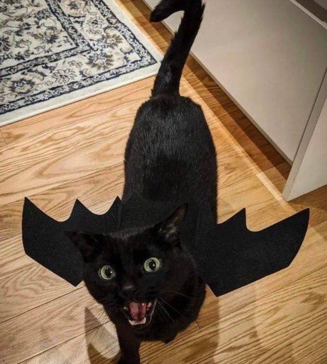 Acid Picdump. Part 1 (95 pics)