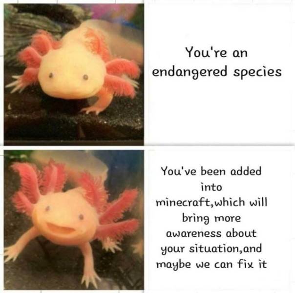 Wholesome Memes (38 pics)