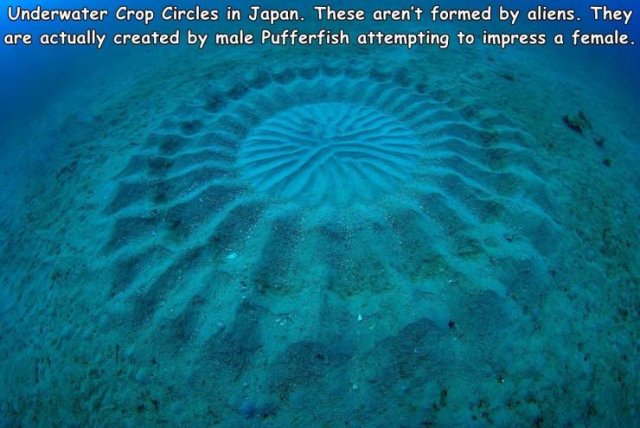 Acid Picdump. Part 2 (96 pics)