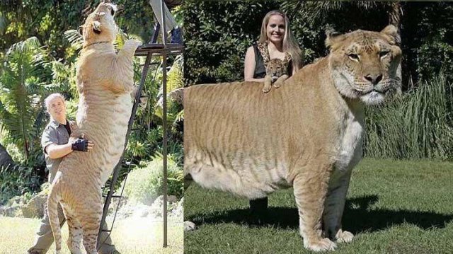 Acid Picdump. Part 1 (96 pics)