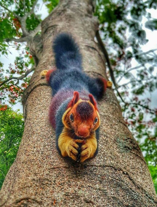 Animal Facts (38 pics)