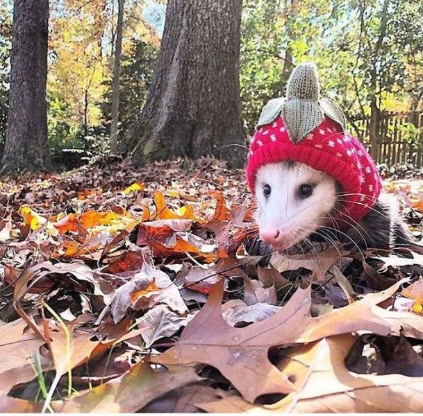 Animal Facts (38 pics)