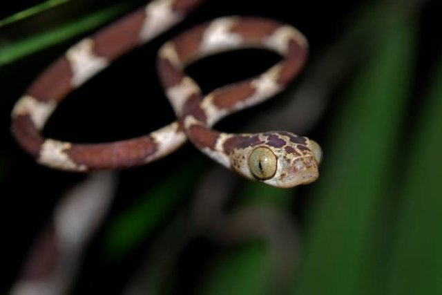 Animal Facts (38 pics)