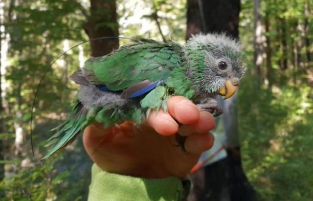 Animal Facts (38 pics)