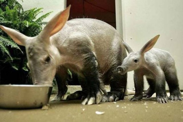 Animal Facts (38 pics)