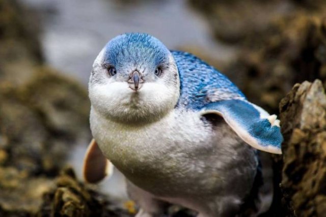 Animal Facts (38 pics)