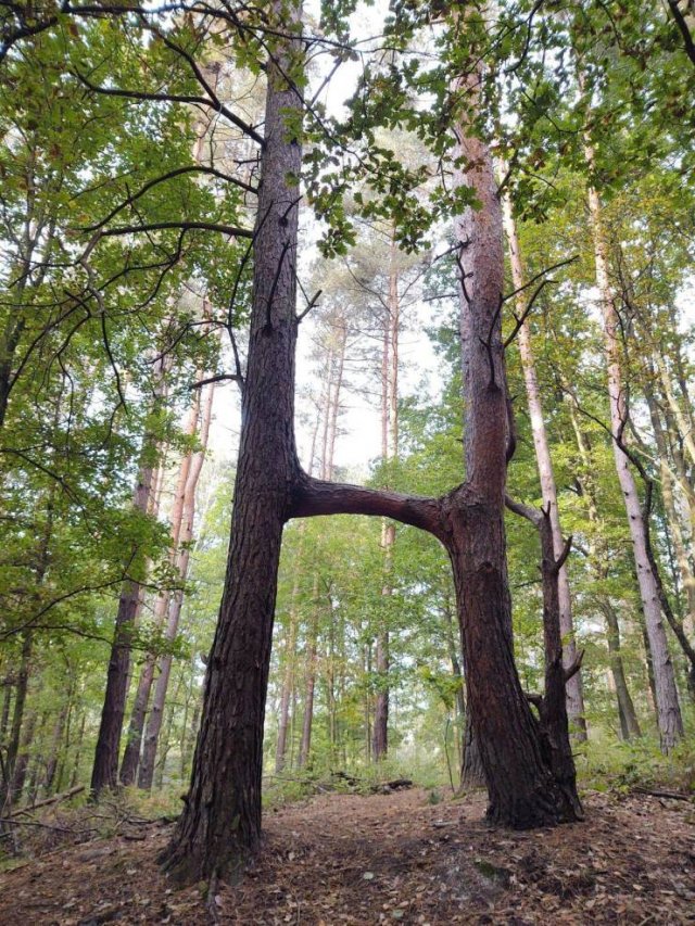 Acid Picdump. Part 1 (95 pics)