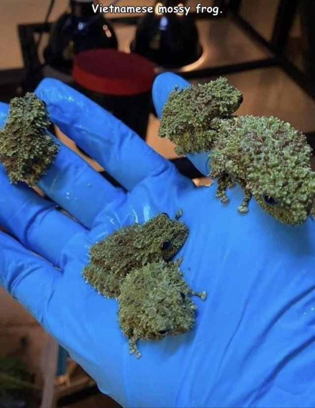 Acid Picdump. Part 1 (95 pics)