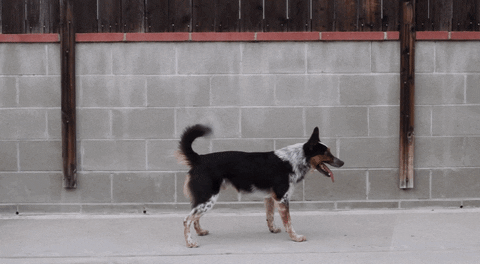Wins (25 gifs)