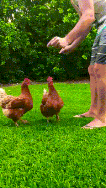 Wins (25 gifs)