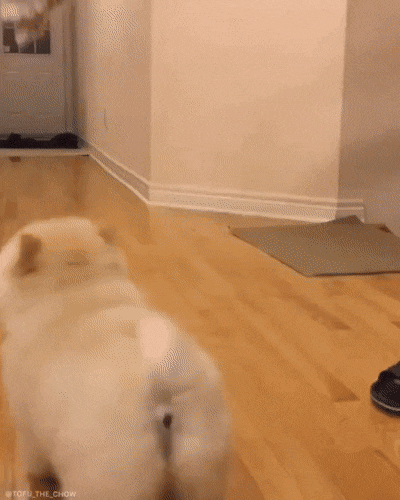 Acid Gifdump, October 15 (25 gifs)