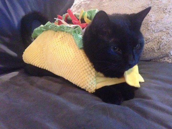 Popular 2020 Halloween Costumes (28 pics) Popular 2020 Halloween Costumes (28 pics)