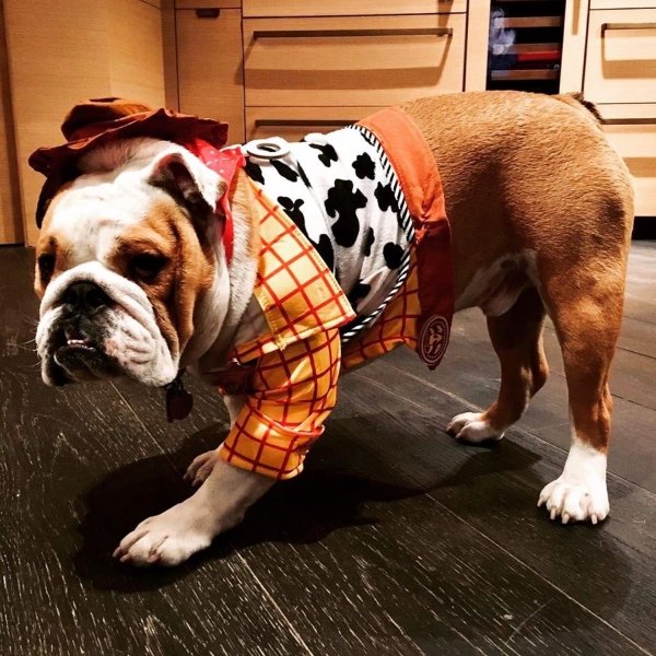 Popular 2020 Halloween Costumes (28 pics) Popular 2020 Halloween Costumes (28 pics)