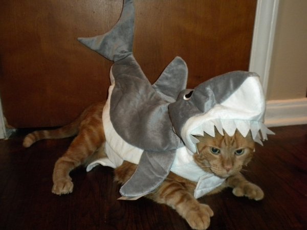 Popular 2020 Halloween Costumes (28 pics) Popular 2020 Halloween Costumes (28 pics)
