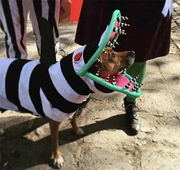 Popular 2020 Halloween Costumes (28 pics) Popular 2020 Halloween Costumes (28 pics)